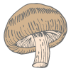 Funghi